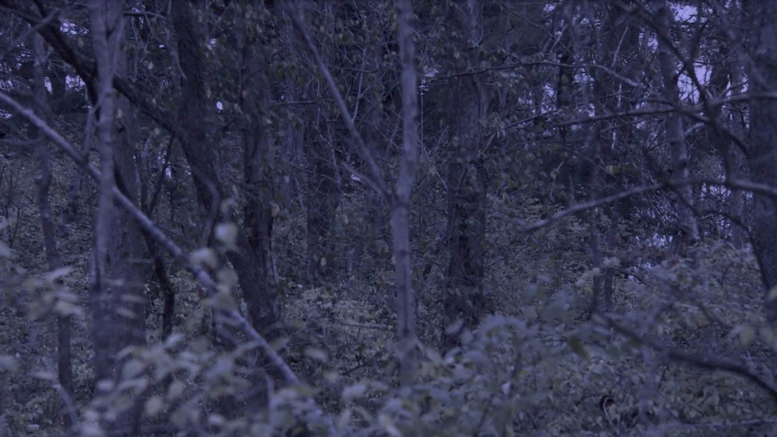 Sometime, Somewhere, in Bellwood