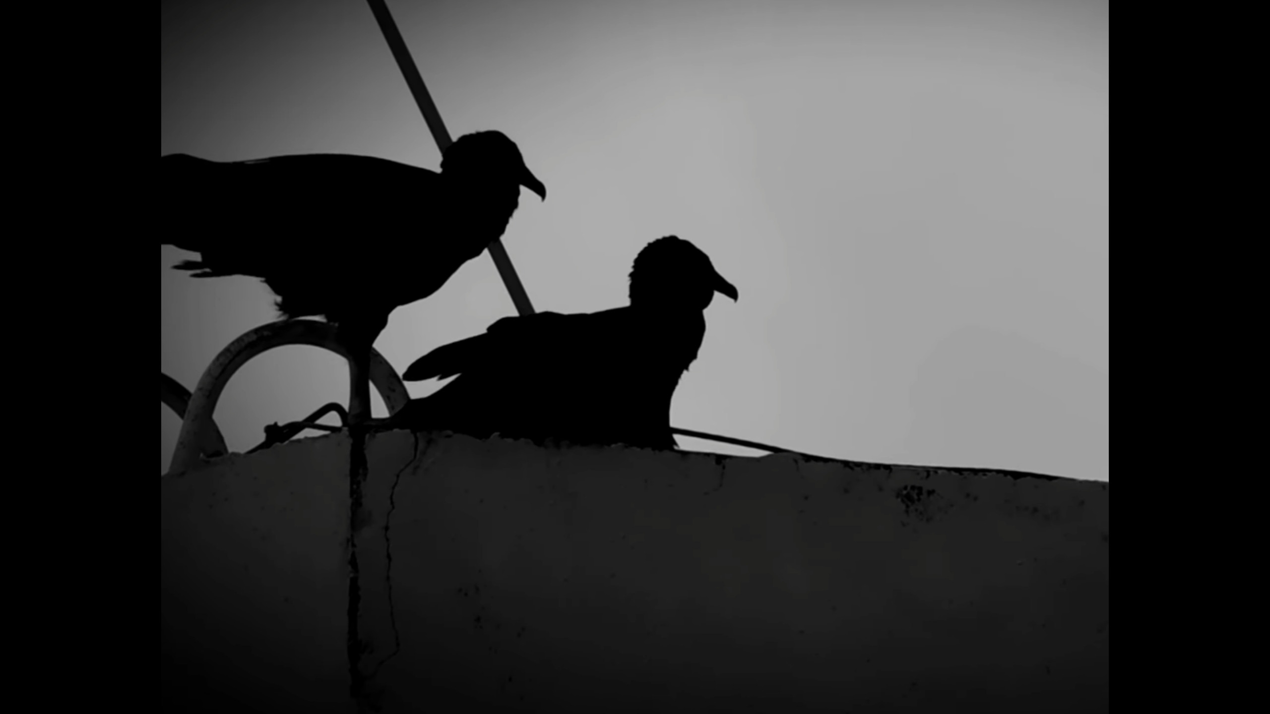 Urubu(s)