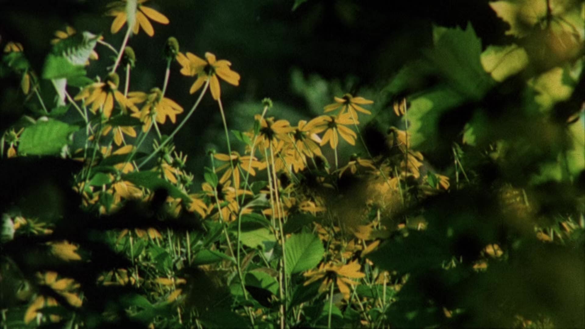 Private Vices, Public Virtues