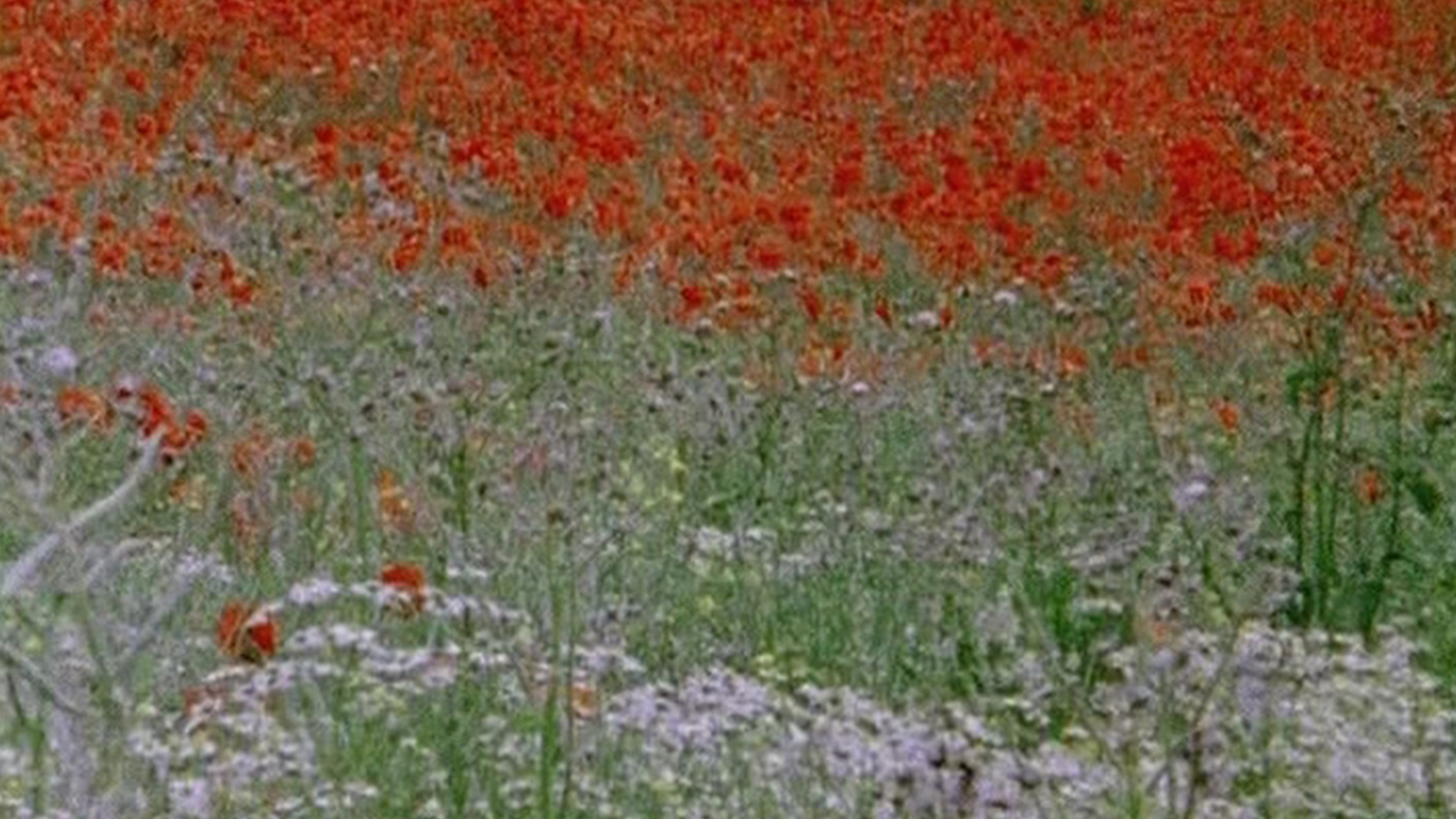 Hic rosa, partition botanique