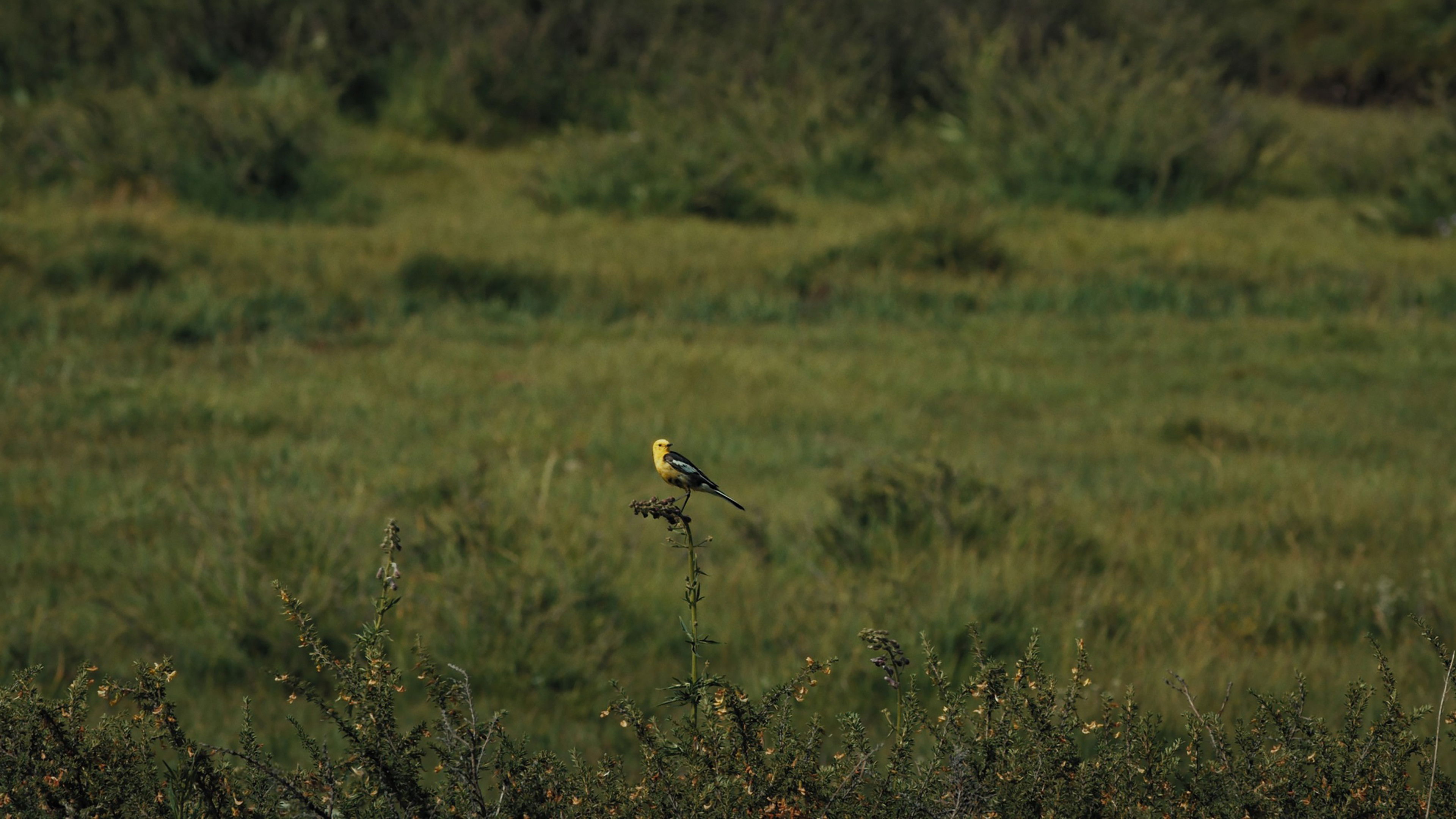 The Mountain Wagtail