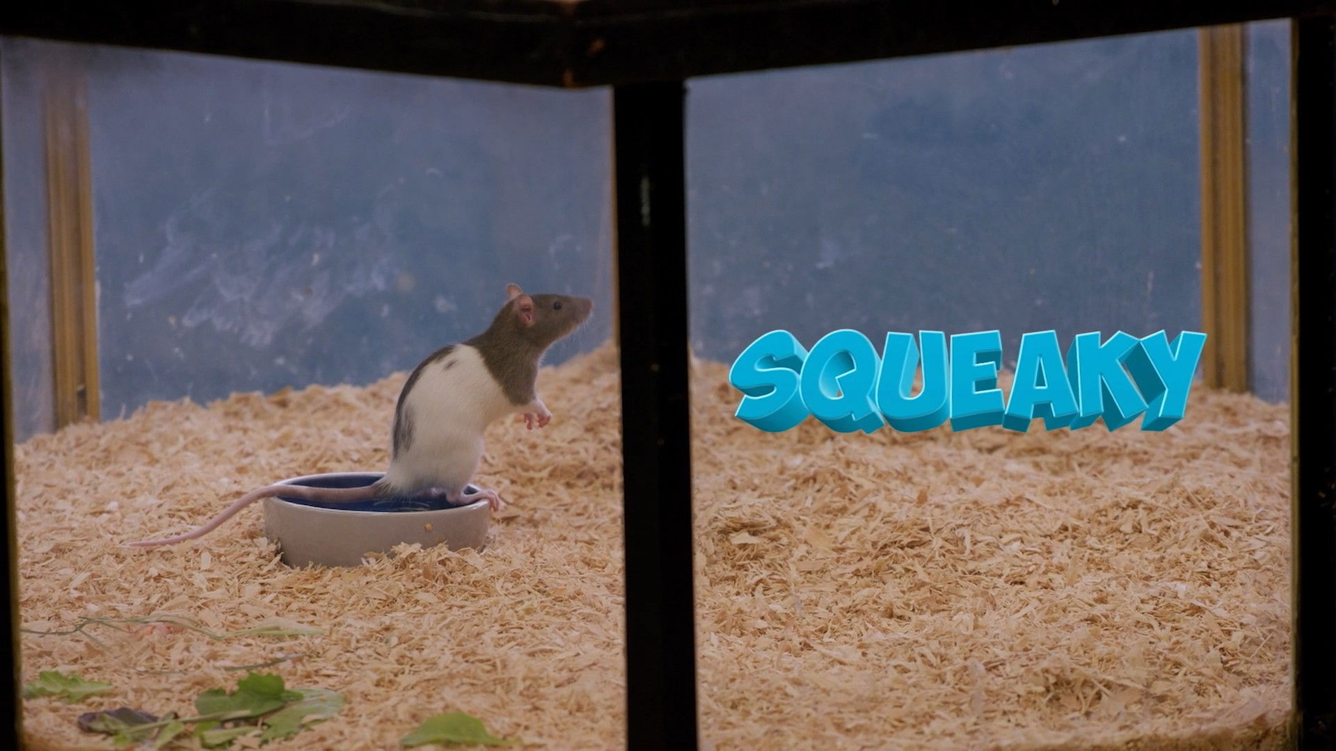 Squeaky the Rat