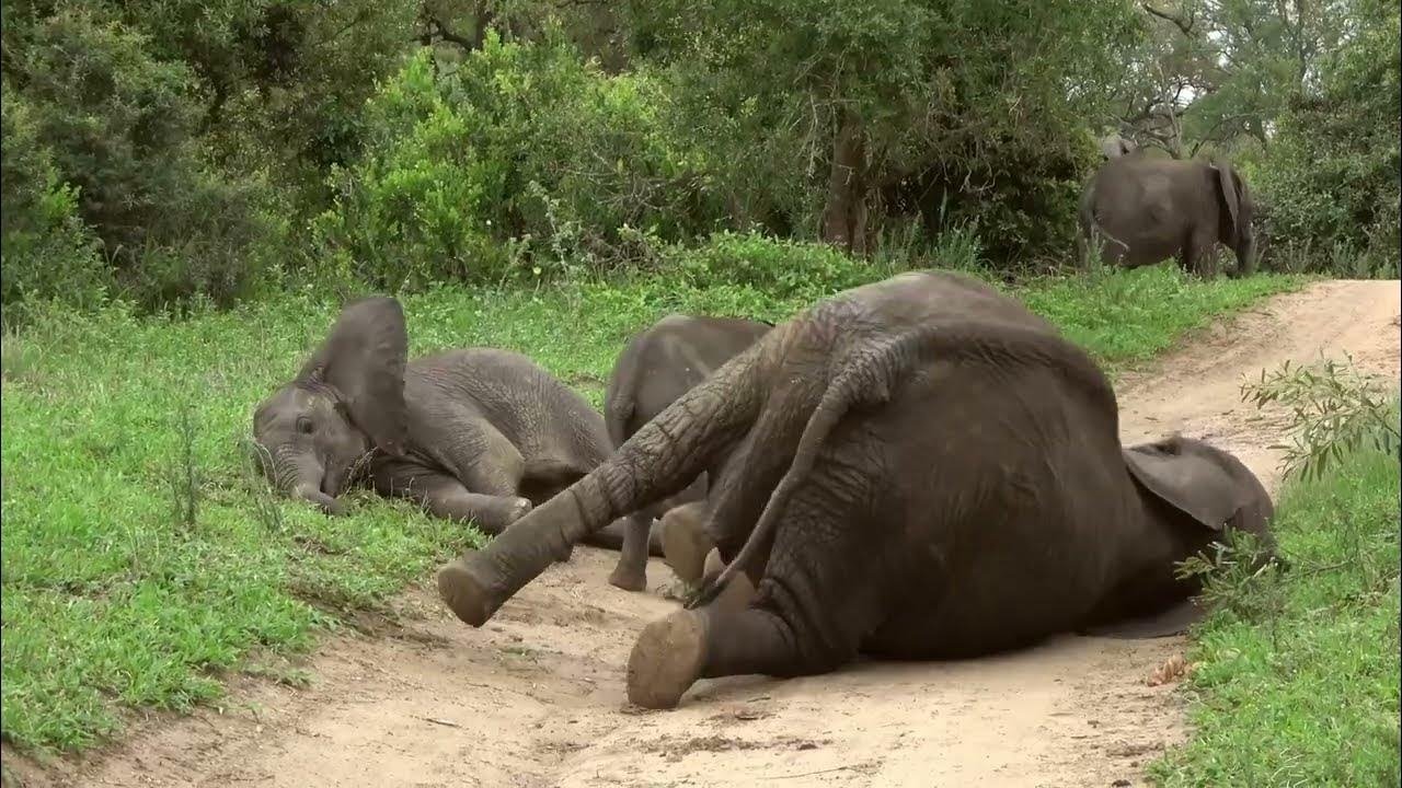La défonce des animaux