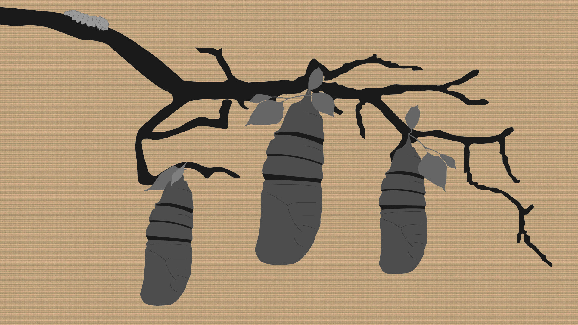 Reel #1: Surfing with Butterflies