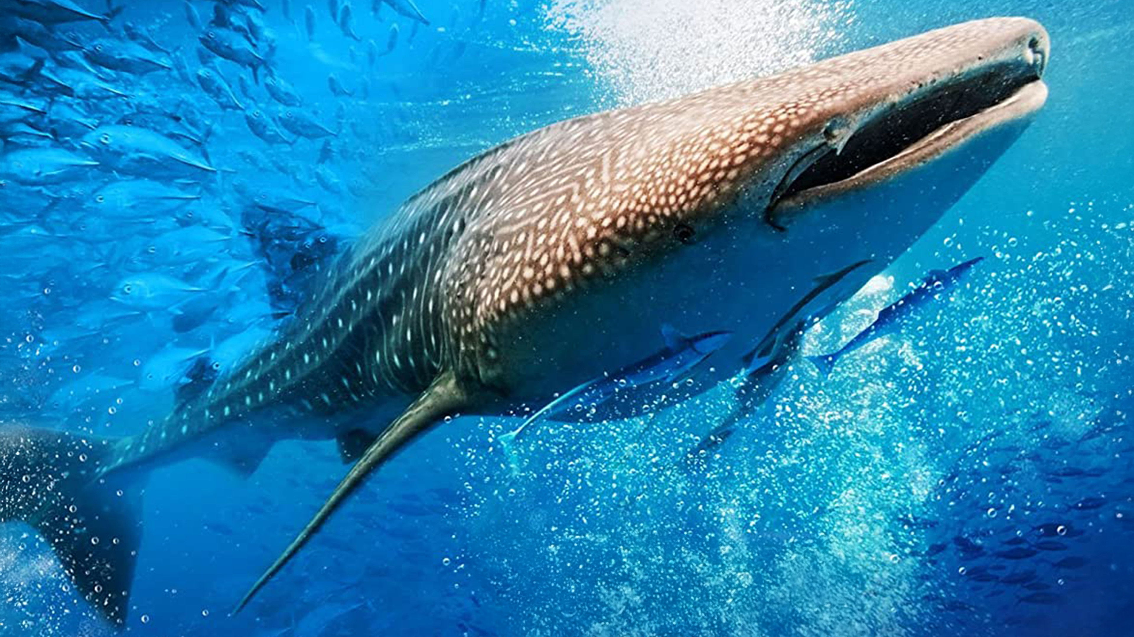 Big Mouth - My Pet Whale Shark