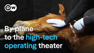 Luxury clinic for valuable horses