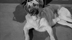 The Case of the Golden Oranges