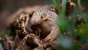 Big Little Journeys: Survival