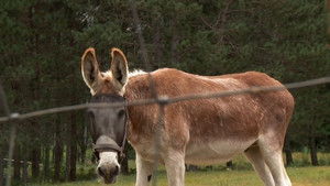 Another One Fights The Doc