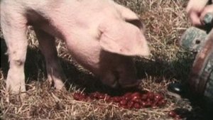 Griseknoens märkliga bravader