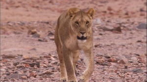 Desert Lions
