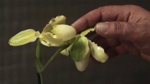 La principessa Orchidea