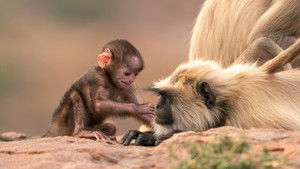 Parenthood: Grasslands