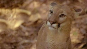 Tarzan and the Toxic Terror