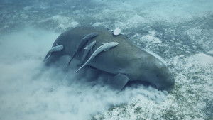 Mystery of the Ancient Battle