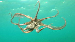 Indonesian Island Mystery