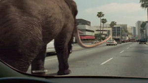 Mammoths To Manhattan