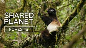 Shared Planet: Forests