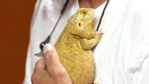 Great Eggspectations