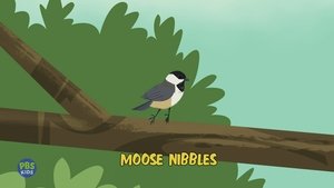 Moose Nibbles