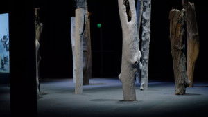 NAIDOC Week: Dylan Mooney, Eucalyptusdom