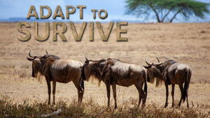 Incredible Migrations