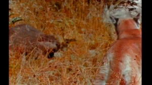 Monarchs of the Wild