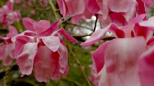 Westonbirt Arboretum