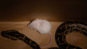 Snake vs. Mouse