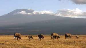 Echo of the Elephants - The Final Chapter?