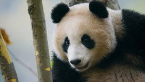 The most hostile environments for finding a partner