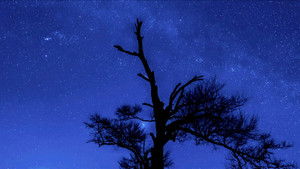 Forging Bonds Under a Starry Sky