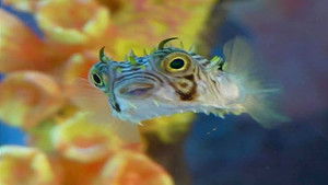 Old School vs. New School