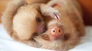 Nature’s Miracle Orphans: Wild Lessons