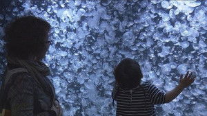 Enticed by the Gentle Movement of Jellyfish