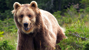 France: The Wild Side