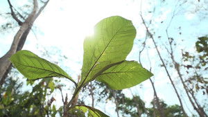 Homegrown Sustainable Forestry: Indonesia