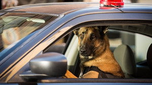 Contains Graphic Designer Violence