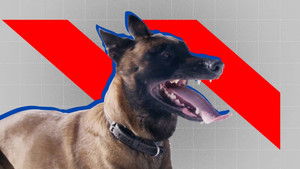 Bijten als beloning – deel 2