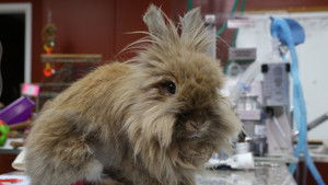 Prairie Dog Companion