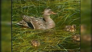 Geysers and Hot Springs, Beakmania & Kidneys