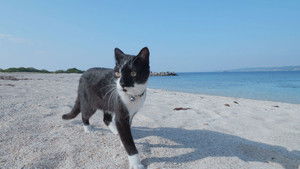 Okinawa/Kudaka: A Spiritual Paradise