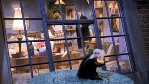 The One Where the Monkey Gets Away