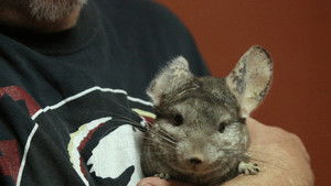 Chinchillin' Like a Villain