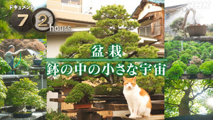 Bonsai A small universe in a pot