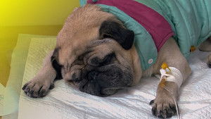 Einde van de rashond: 15 jaar later