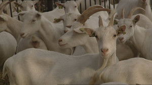 De Q-koorts epidemie