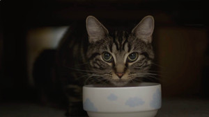 Cockapoos and Mini Zoos