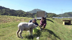 A Country Town's Woolly Heroes