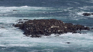 Cape Fur Seals